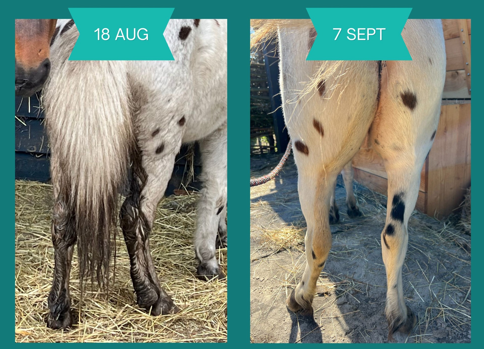 Voor en na: pony met verbeterde vacht en conditie
