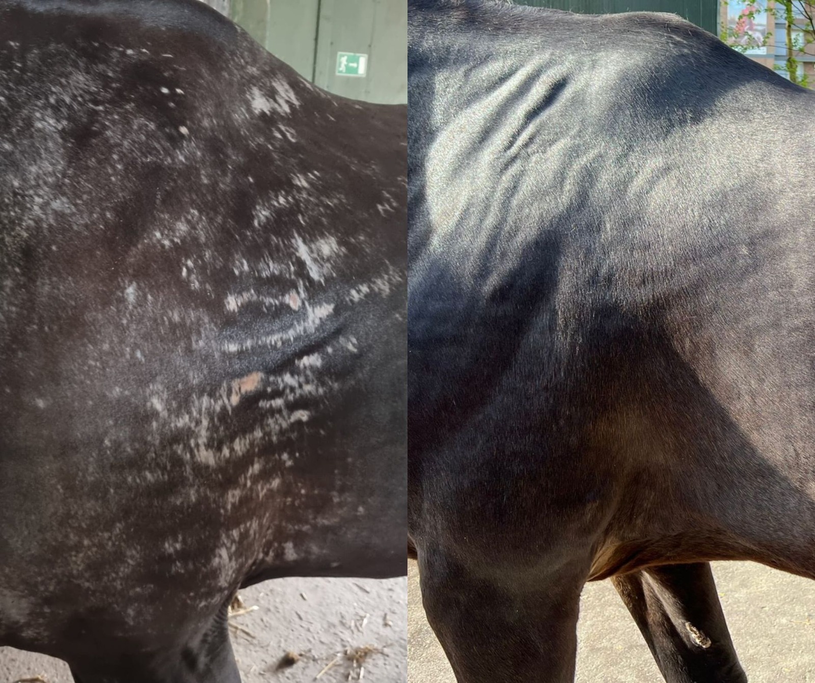 Voor en na: huidprobleem bij paard opgelost